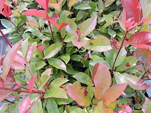 Produktbild: 1 Stück Rote Glanzmispel Red Robin (Photinia fraseri) im Topf 40-60 cm