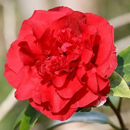 Produktbild: 1 X CAMELLIA WILLIAMSII 'RUBY WEDDING' BUSCHIGER IMMERGRÜNE STRAUCH ROBUSTE PFLANZE IM TOPF
