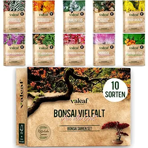 Produktbild: 10 Bonsai Samen aus 5 Kontinenten I Exotische Baum Samen für deinen einzigartigen Bonsai-Baum I Starter Kit für Anfänger und Pflanzen Verrückte I Unser Bonsai Set als besondere Geschenkidee