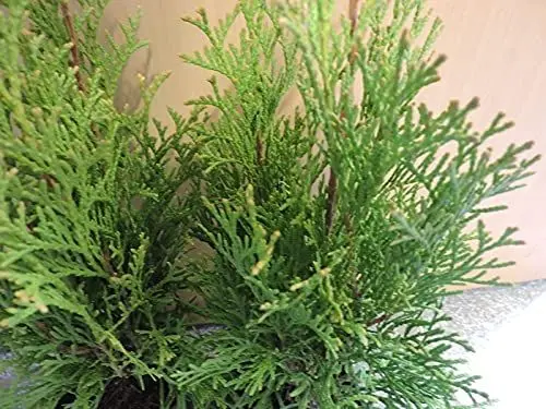 Produktbild: 10 Stück Lebensbaum 'Smaragd' (Thuja occidentalis 'Smaragd') im Topf 20-30 cm