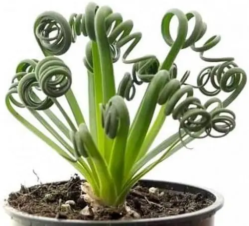 Produktbild: 10 Stück frische Albuca Spiralis Pflanzensamen