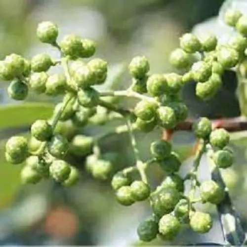 Produktbild: 100 Samen Zanthoxylum piperitum, Szechuan-Pfeffer-Pflanzensamen