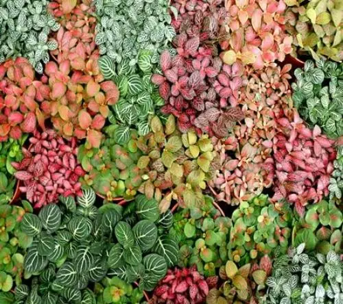 Produktbild: 100 Stück Fittonia-Pflanzensamen