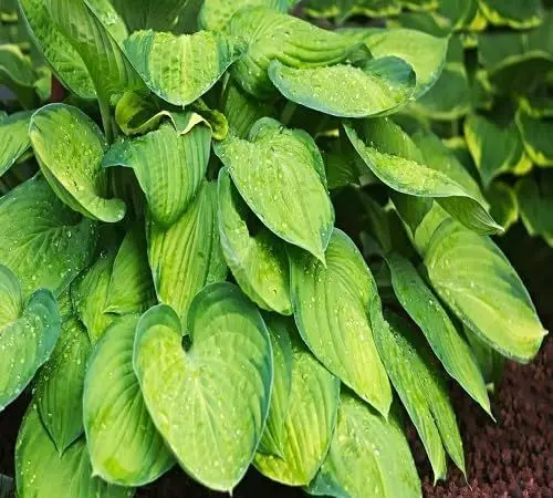 Produktbild: 100 Stück frische Hosta-Pflanzensamen