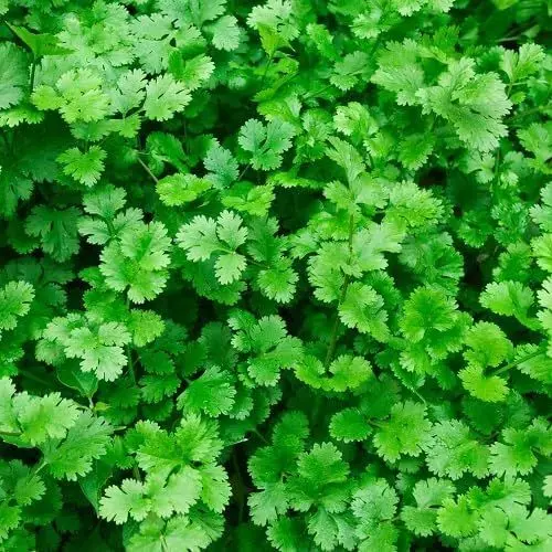 Produktbild: 100 Stück frische Koriander-Pflanzensamen