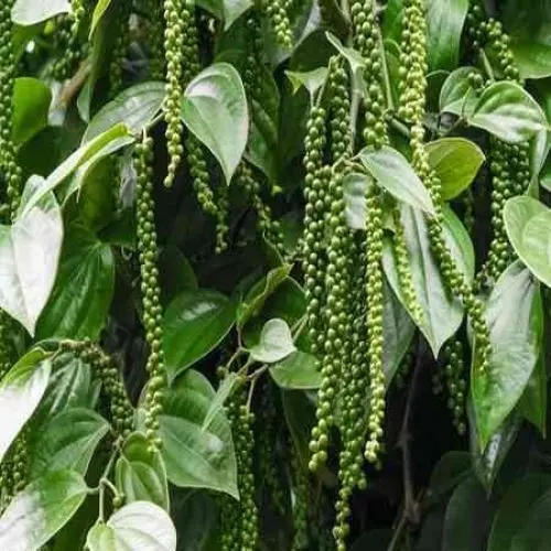 Produktbild: 100 Stück frische Piper Nigrum Pflanzensamen