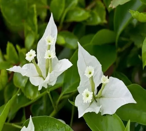 Produktbild: 100 Stück frische weiße Bougainvillea-Blumensamen
