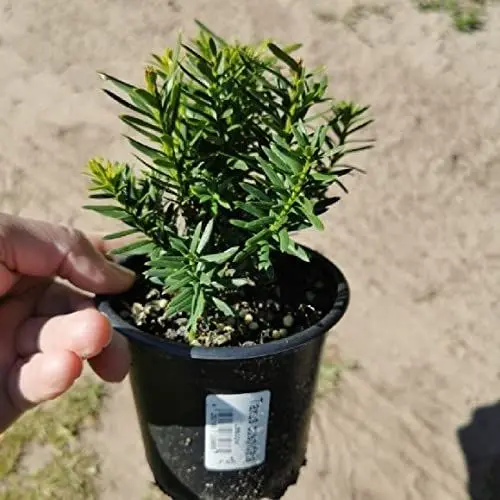 Produktbild: 12 Taxus cuspidata Nana, jap. Zwergeibe 10-20 cm Eibe