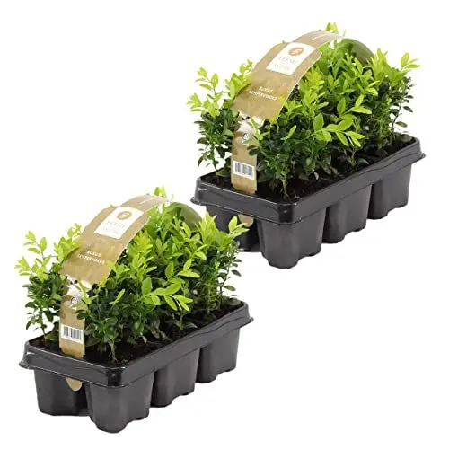 Produktbild: Bloomique - 12er Set - Buxus Sempervirens - Buchsbaum - Heckenpflanzen Winterhart - Gartenpflanze - Höhe 15-20 cm - Topf 9 cm