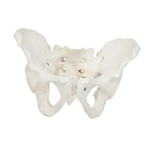 Produktbild: 1Stk weibliches Beckenmodell Beckenanatomiemodell für Frauen weibliches Skelettmodell Modelle Medizinisches Anatomiemodell Beckenmodell üben menschlicher Körper Steißbein Kind PVC