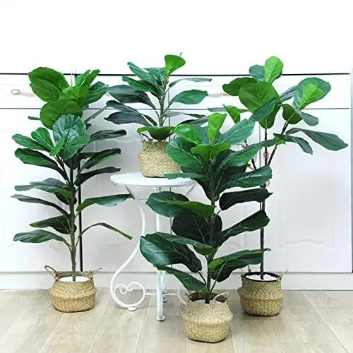 Produktbild: 2 Stück Künstlicher Geigenblatt-Feigenbaum, 52,9 Cm, Künstlicher Geigenblatt-Feigenbaum-Zweigstamm, Künstliche Grünpflanzen, Zweige, Künstliche Grüne Blätter, Eingetopfte Künstliche Ficus(#1)