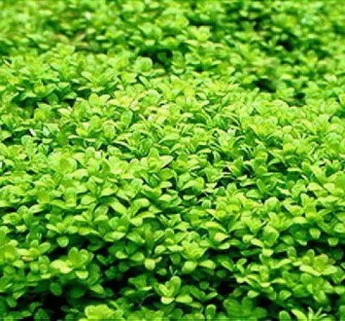 Produktbild: 2 volle Töpfe Kuba Zwerg-Perlenkraut/Hemianthus callitrichoides CUBA - HC