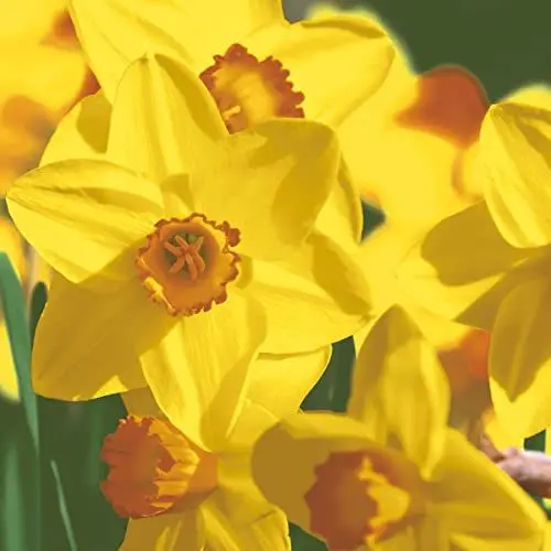 Produktbild: 20 Servietten Narzissenblüten Frühling 33cm