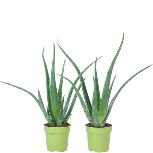 Produktbild: 2er-Set Echte Aloe - pflegeleichte Zimmerpflanze, Aloe vera - Höhe ca. 40 cm, Topf-Ø 12 cm