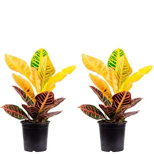 Produktbild: 2er-Set Wunderstrauch 'Petra' - echte Zimmerpflanze, Codiaeum Petra - Höhe ca. 40 cm, Topf-Ø 13 cm