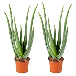 Produktbild: Bloomique - 2er Set - Aloe Vera Pflanze - Zimmerpflanzen - Sukkulenten - Sehr Pflegeleicht - Höhe 35-45 cm - Topf 12 cm