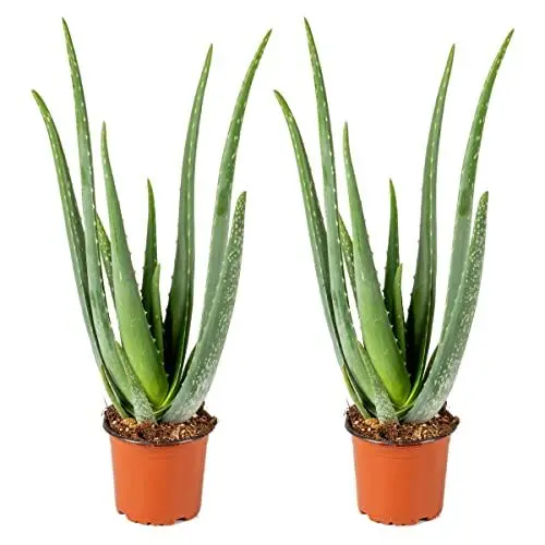 Produktbild: Bloomique - 2er Set - Aloe Vera Pflanze - Zimmerpflanzen - Sukkulenten - Sehr Pflegeleicht - Höhe 35-45 cm - Topf 12 cm