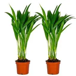 Produktbild: Bloomique - 2er Set - Dypsis Lutescens - Goldfruchtpalme - Areca Palme - Zimmerpflanzen - Pflegeleicht - Haustierfreundlich - Höhe 25-30 cm - Topf 10,5 cm
