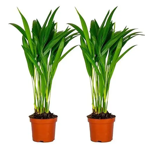 Produktbild: Bloomique - 2er Set - Dypsis Lutescens - Goldfruchtpalme - Areca Palme - Zimmerpflanzen - Pflegeleicht - Haustierfreundlich - Höhe 25-30 cm - Topf 10,5 cm