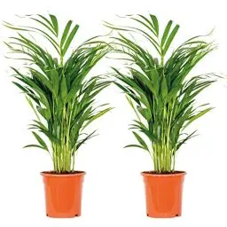 Produktbild: Bloomique - 2er Set - Dypsis Lutescens - Goldfruchtpalme - Areca Palme - Zimmerpflanzen - Pflegeleicht - Haustierfreundlich - Höhe 60-70 cm - Topf 17 cm