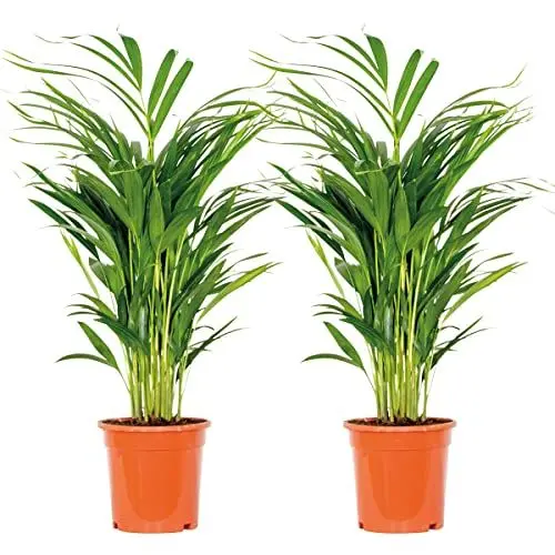 Produktbild: Bloomique - 2er Set - Dypsis Lutescens - Goldfruchtpalme - Areca Palme - Zimmerpflanzen - Pflegeleicht - Haustierfreundlich - Höhe 60-70 cm - Topf 17 cm
