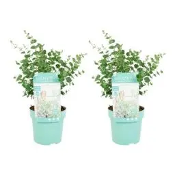 Produktbild: Bloomique - 2er Set - Eukalyptus Gunii Azura - Eukalyptus Pflanze - Winterharte Balkonpflanzen - Gartenpflanzen Winterhart - Höhe 25-45 cm - Topf 15 cm