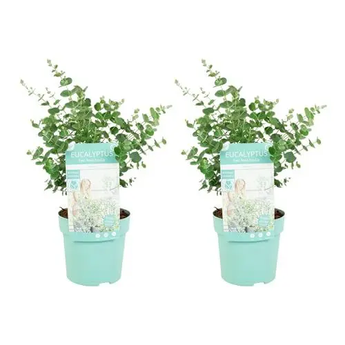 Produktbild: Bloomique - 2er Set - Eukalyptus Gunii Azura - Eukalyptus Pflanze - Winterharte Balkonpflanzen - Gartenpflanzen Winterhart - Höhe 25-45 cm - Topf 15 cm
