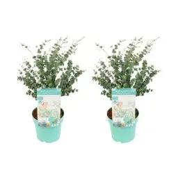 Produktbild: Bloomique - 2er Set - Eukalyptus Gunii Azura - Eukalyptus Pflanze - Winterharte Balkonpflanzen - Gartenpflanzen Winterhart - Höhe 40-60 cm - Topf 19 cm
