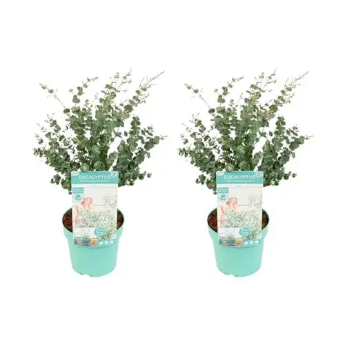 Produktbild: Bloomique - 2er Set - Eukalyptus Gunii Azura - Eukalyptus Pflanze - Winterharte Balkonpflanzen - Gartenpflanzen Winterhart - Höhe 40-60 cm - Topf 19 cm