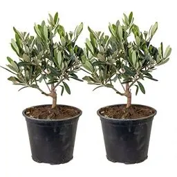 Produktbild: Bloomique - 2er Set - Olea Europaea - Olivenbaum Echt - Gartenpflanzen Winterhart - Höhe 20-30 cm - Topf 14 cm