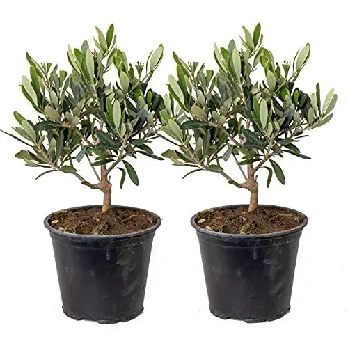 Produktbild: Bloomique - 2er Set - Olea Europaea - Olivenbaum Echt - Gartenpflanzen Winterhart - Höhe 20-30 cm - Topf 14 cm