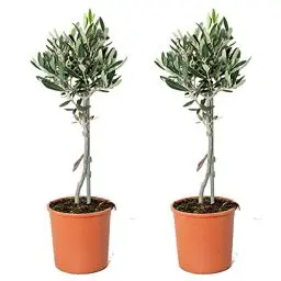 Produktbild: Bloomique - 2er Set - Olea Europaea - Olivenbaum Echt - Gartenpflanzen Winterhart - Höhe 40-50 cm - Topf 14 cm