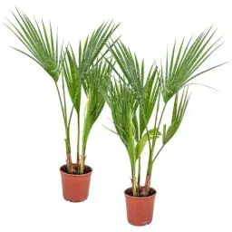 Produktbild: Bloomique - 2er Set - Washingtonia Robusta - Mexikanische Fächerpalme - Palme - Winterharte Balkonpflanzen - Gartenpflanzen Winterhart - Höhe 50-70 cm - Topf 14 cm