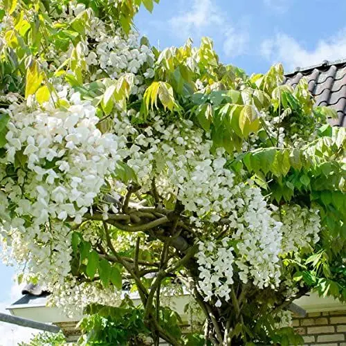 Produktbild: 2x Wisteria 'Alba' – Wisteria – Weiß – Kletterpflanze – Pflegeleicht – ⌀15 cm – 60-70 cm