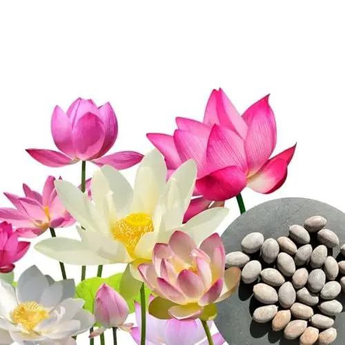 Produktbild: 30 Stk. Premium Lotus Blumensamen Mix 3 Farben Bonsai Lotus Samen Lotusblumen Schalenlotus Teich Garten Wasserpflanze