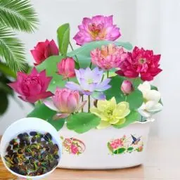 Produktbild: 30PCS Lotus Samen Wohnung Gemischt: Schalenlotus Samen winterharte pflanzen für Garten, Pflanzen Kräuter Samen, Lotusblume Samen, Bonsai Samen Blumen Balkon, Blumen Saatgut Schalenlotus Samen
