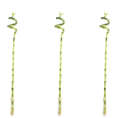Produktbild: 3er-Set Glücksbambus spiralförmig - Höhe ca. 50 cm, Topf-Ø 5 cm - Dracaena Sanderiana