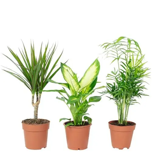 Produktbild: 3er-Set pflegeleichte Zimmerpflanzen Chamaedorea, Dieffenbachie, Dracaena - pflegeleichte Zimmerpflanze, Topf-Ø 10-12 cm
