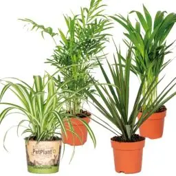 Produktbild: 4x Luftreinigungsmischung - Echte Pflanzen für Drinnen - Zimmerpflanzen groß - Luftpflanzen echt – ⌀12 cm - 25-45 cm