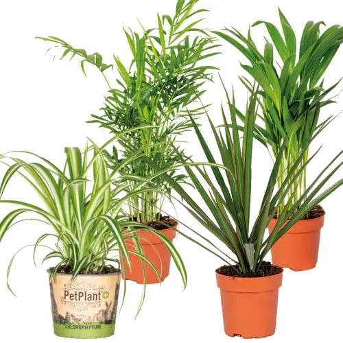 Produktbild: 4x Luftreinigungsmischung - Echte Pflanzen für Drinnen - Zimmerpflanzen groß - Luftpflanzen echt – ⌀12 cm - 25-45 cm