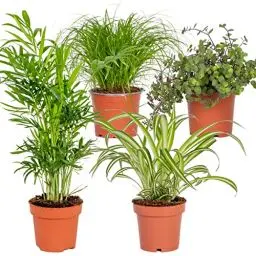 Produktbild: 4x Pet Friendly Mix – Cyperus – Chlorophytum – Chamaedorea – Callisia – ⌀12 cm – 15-45 cm