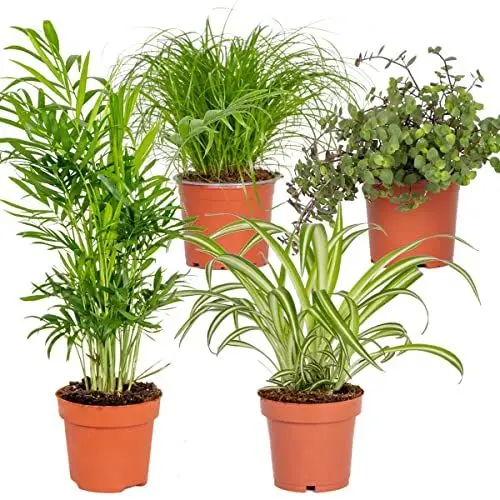 Produktbild: 4x Pet Friendly Mix – Cyperus – Chlorophytum – Chamaedorea – Callisia – ⌀12 cm – 15-45 cm