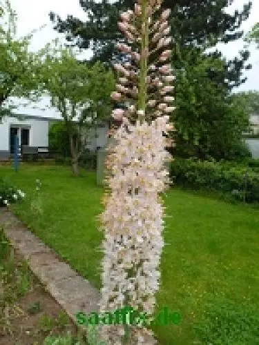 Produktbild: 5 Blumenzwiebeln Eremurus robustus- Steppenkerze