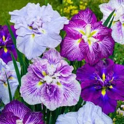 Produktbild: 5 x Iris Ensata Schwertlilien Pflanzen Kollektion Mix | 5 Sorten Wurzeln | Große Japanische Schwertlilien Winterharte Nacktwurzel Pflanzen/Stauden aus Holland (kein Samen)