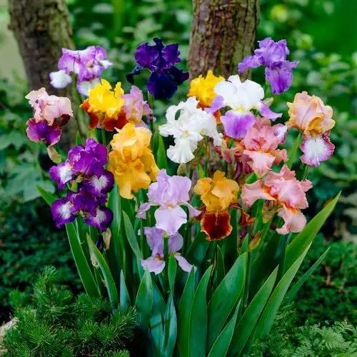 Produktbild: 5 x Iris Germanica Schwertlilien Pflanzen Kollektion - Mix von 5 Sorten Wurzeln - Große Schwerlilien winterharte und mehrjährige Nacktwurzel Stauden aus Holland (kein Samen)