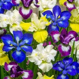Produktbild: 5 x Iris Schwertlilien Sibirica Pflanzen Kollektion, Mix von 5 Sorten Wurzeln, Große winterharte Nacktwurzel mehrjährige Stauden aus Holland (kein Samen)