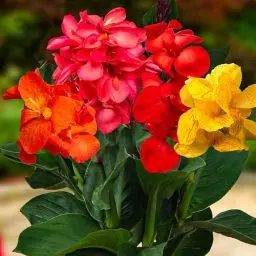 Produktbild: 5 x Riesen Canna Pflanzen Kollektion, Mischung aus 5 Sorten, Große Canna Nacktwurzel Pflanzen Stauden aus Holland (kein Samen en nicht winterhart)