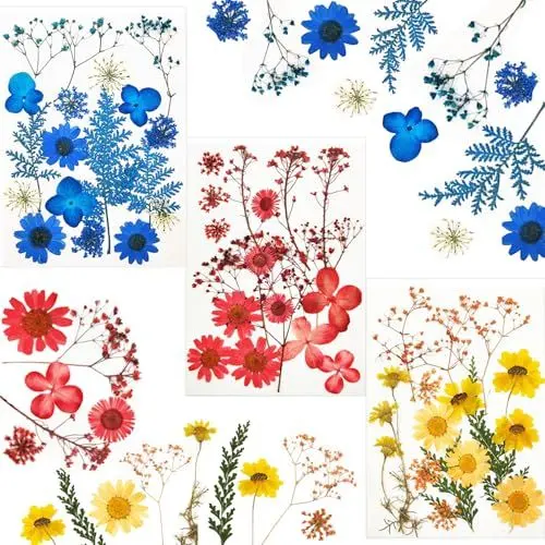 Produktbild: 50 Stück Gepresste Blumen Natürliche Getrocknete Blüten DIY Gepresste Blüten Getrocknete Blumen zum Basteln 3 Stile Gänseblümchen Kit für DIY-Kerzenharz, Nägel, Scrapbooking, Dekoration