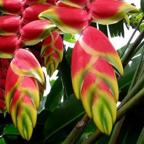 Produktbild: 50 Stück frische Heliconia Rostrata Pflanzensamen