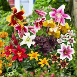 Produktbild: 50 x All Summer Lilien Zwiebeln Super Kollektion, Mindestens 20 Sorten, Mehrjährig und Winterhart Blumenzwiebeln Mix, Mischung aus Holland für Garten und Topf